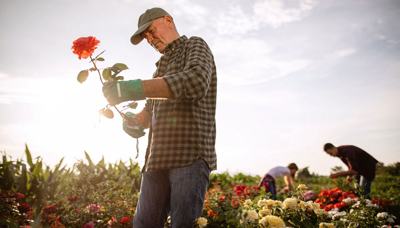 Man pruning flowers in a flower garden