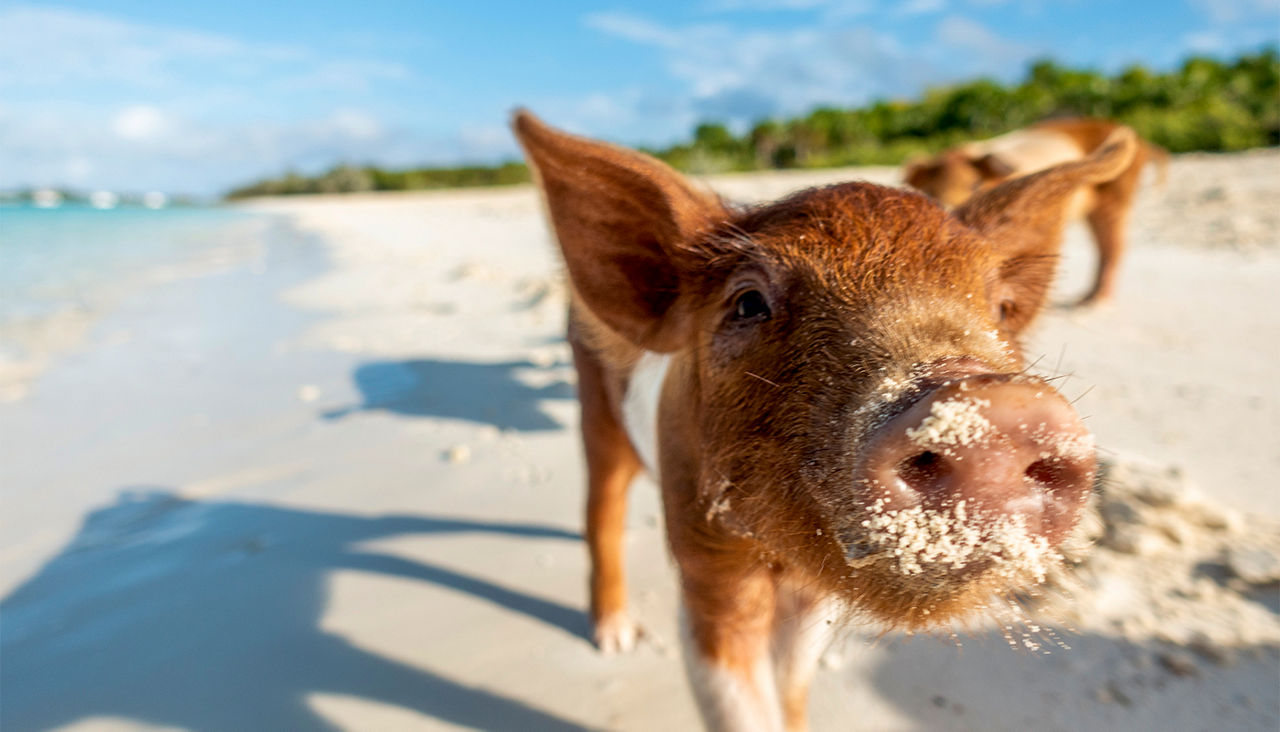 A pig on the beach with its snout covered in sand.