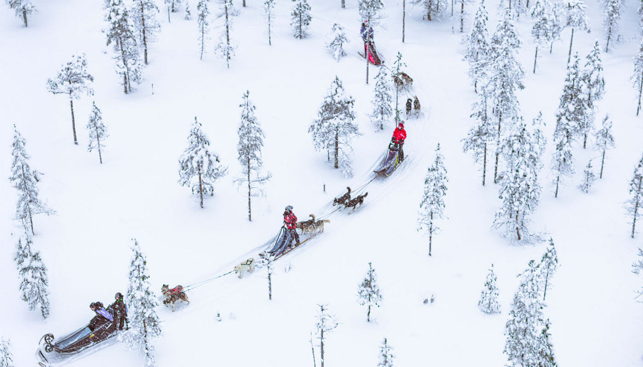 Aerial view of tourists dogsledding in a snowy forest