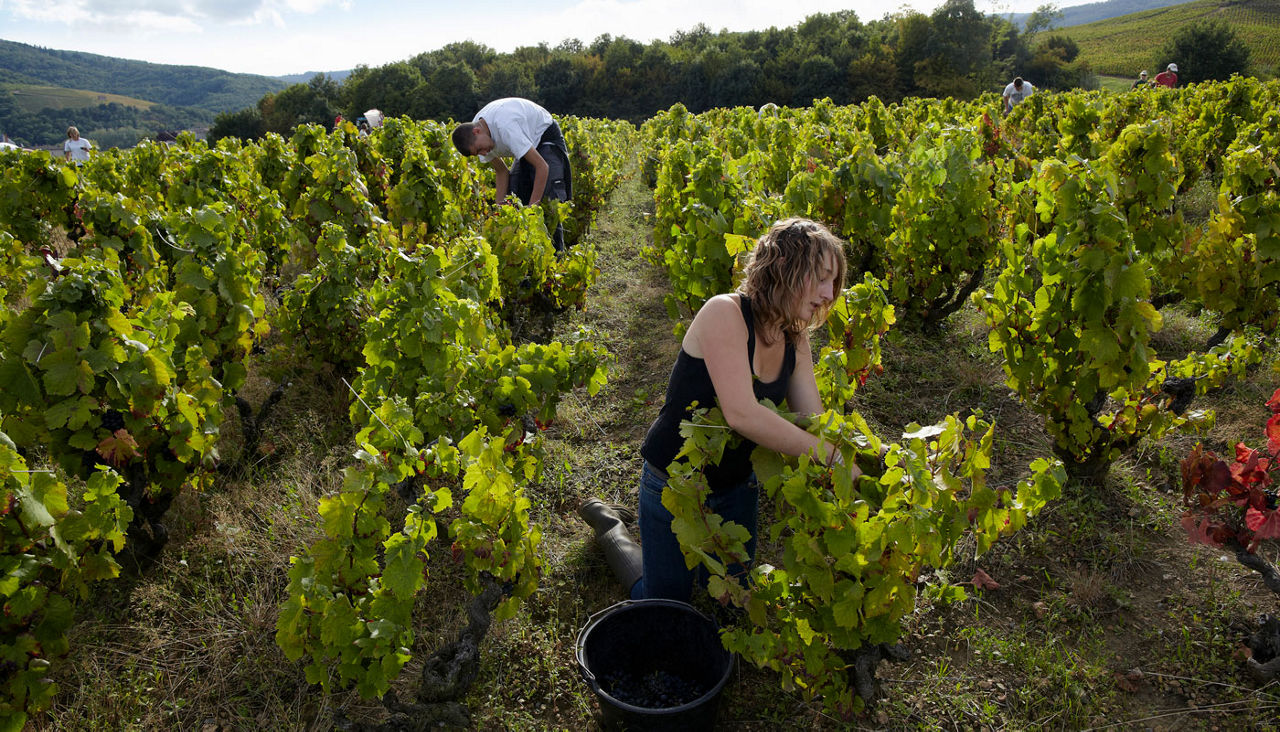 Vineyard in the famed Beaujolais wine region.