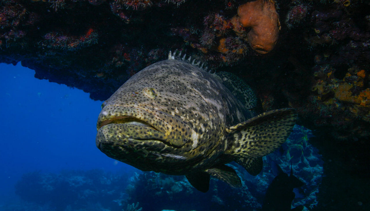 A very large Goliath Grouper, a critically endangered species, under a ledge in the Florida Keys