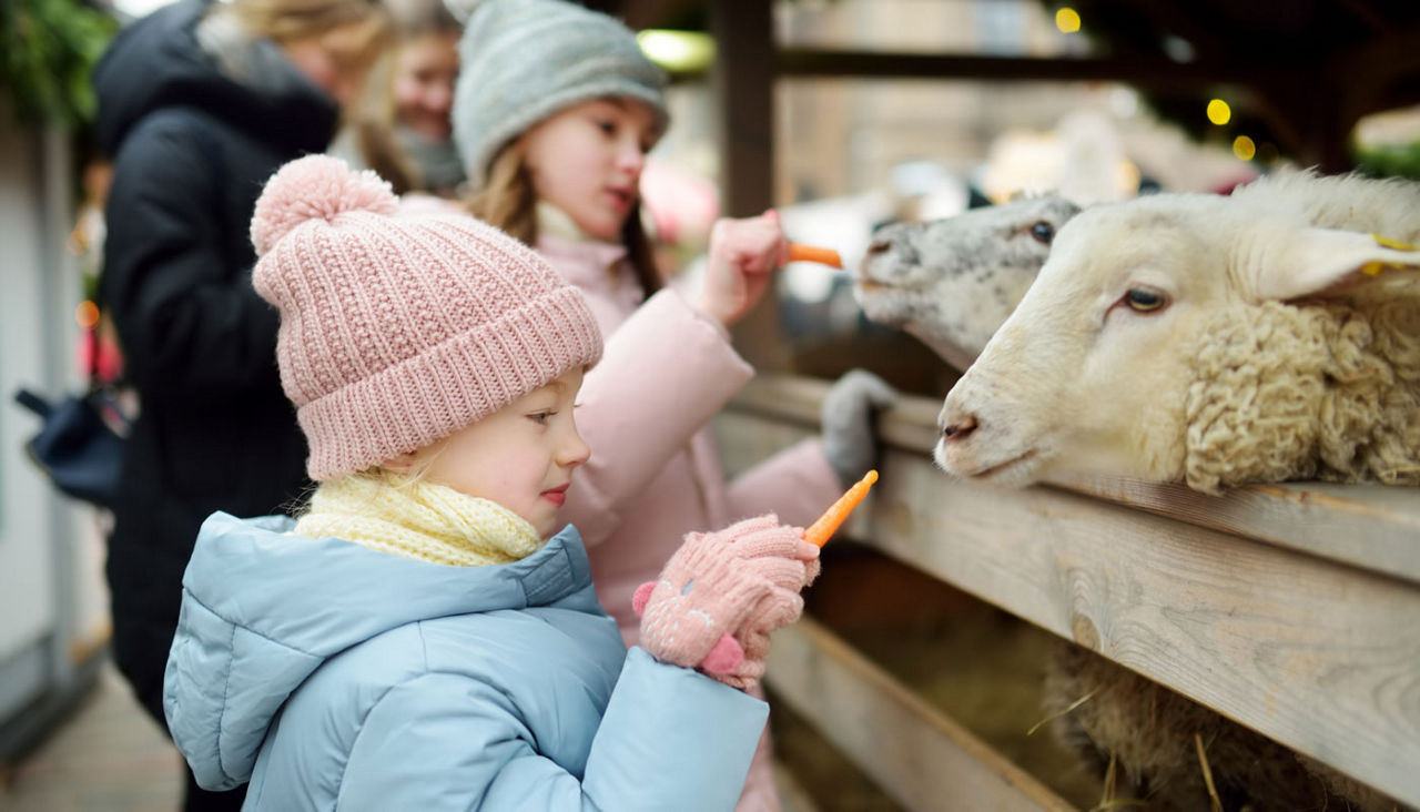 Two cute young sisters having fun feeding sheep in a small petting zoo on traditional Christmas market in Riga, Latvia. Happy winter activities for kids.