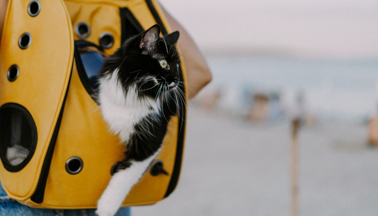 Cat being carried in a yellow backback