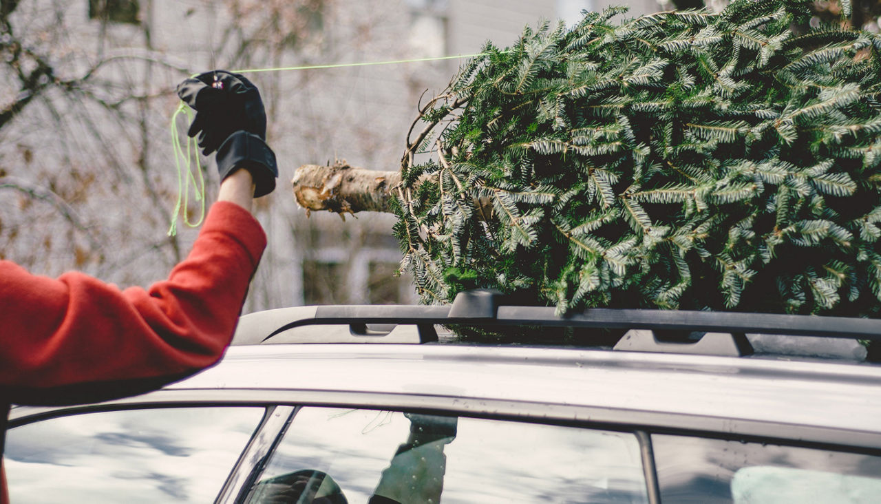 Man removing Christmas tree from roof rack of car