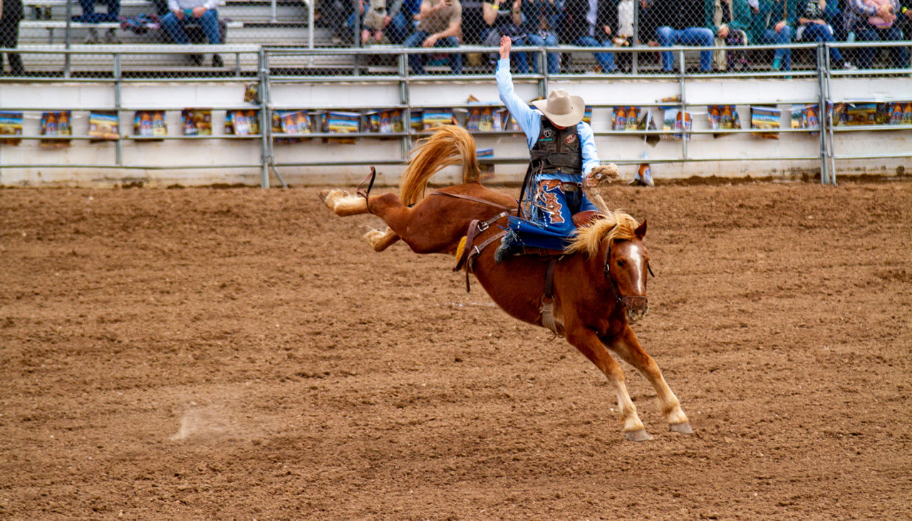 Bareback Rodeo