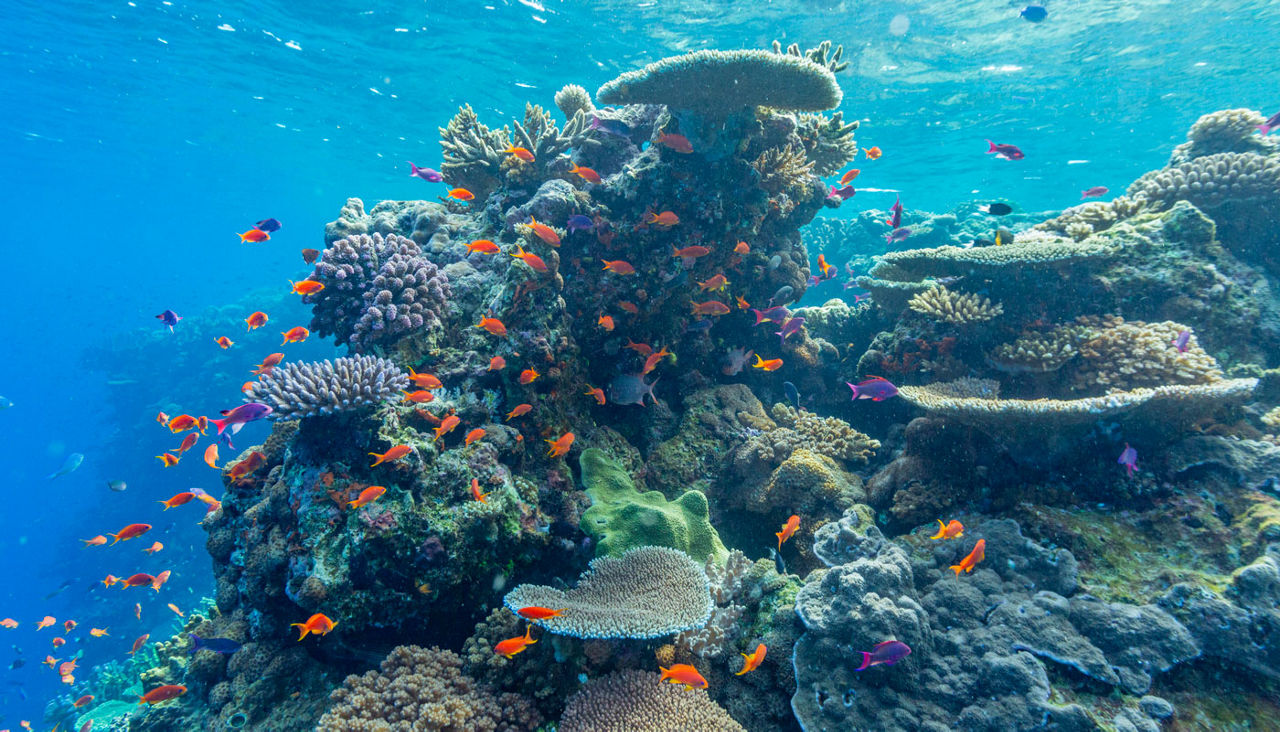 A myriad of hard and soft corals, as well as tropical reef fish at Vatu-I-Ra Conservation Park on Viti Levu, Fiji