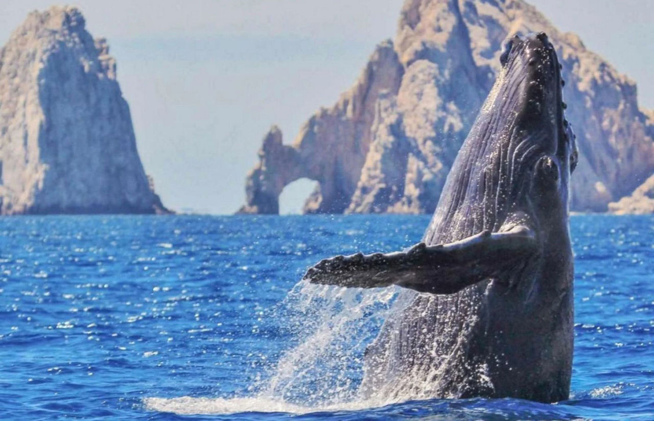 Whale breaching in front of popular arches in Los Cabos