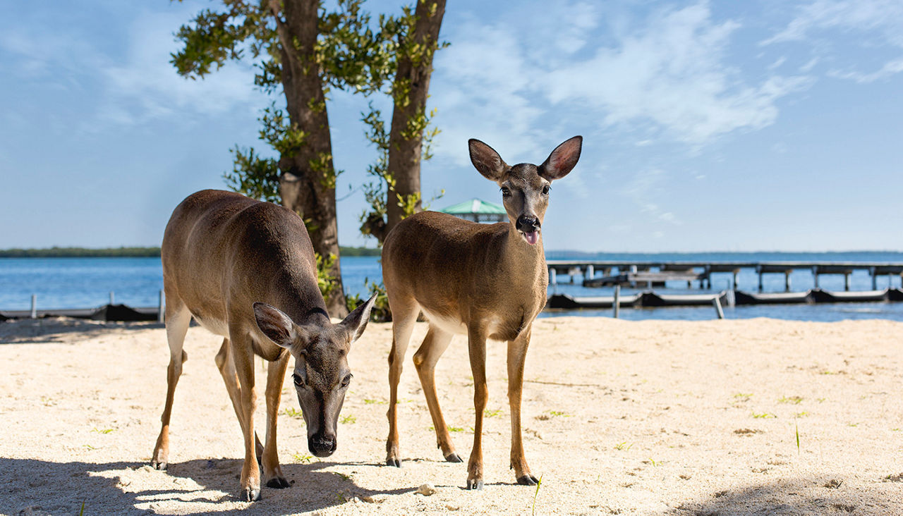 Deer standing on beach