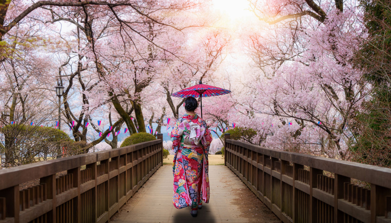 Asian women wearing traditional japanese kimono with red umbralla walking in Kasuga Park with Cherry blossom in background