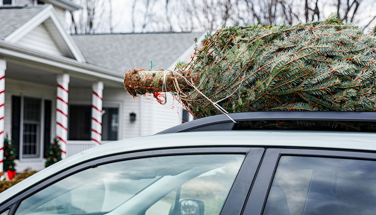 Christmas Tree Tied Onto Car Roof Rack