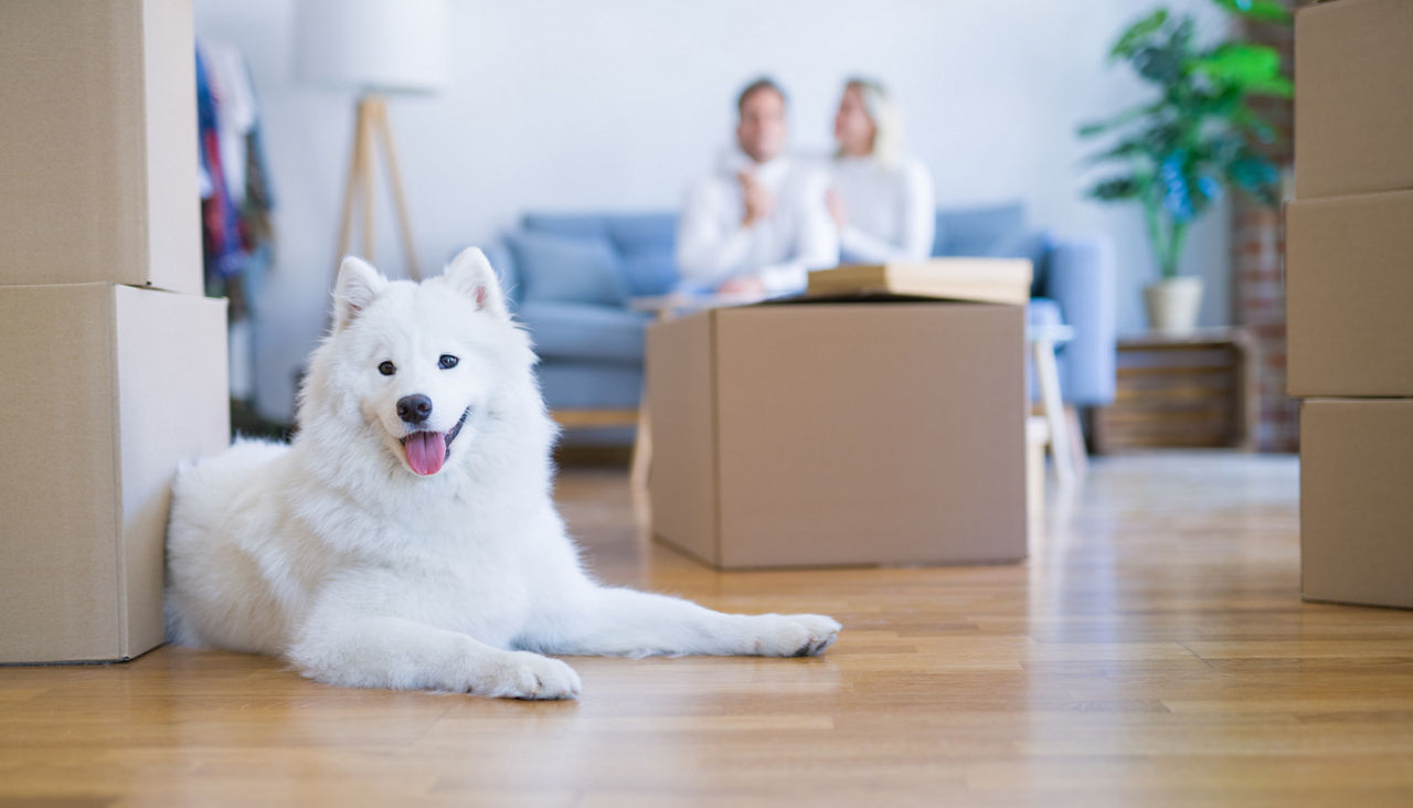 Young beautiful couple with dog sitting on the sofa at new home around cardboard boxes