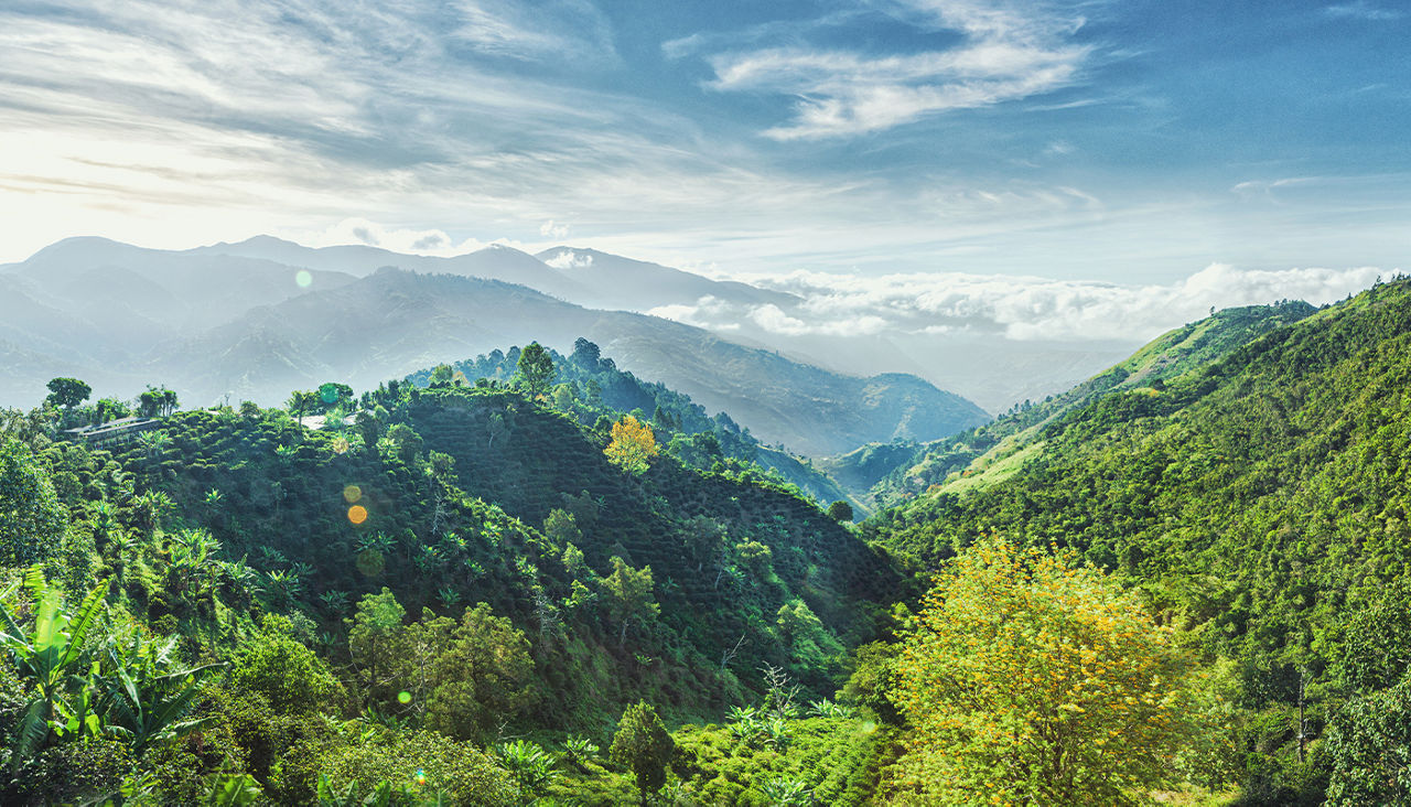 A view of the dense forests of the Blue Mountains.