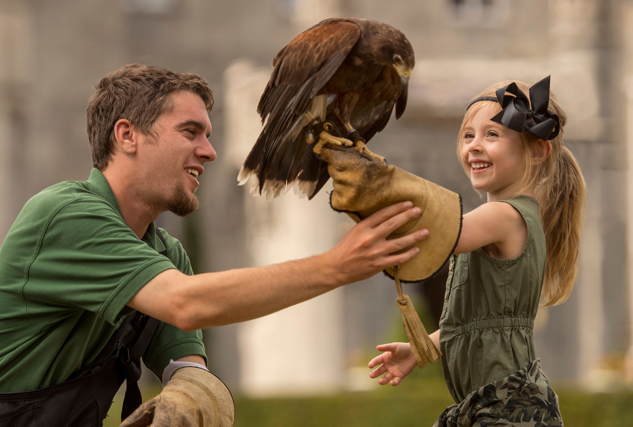 Guest with a Falcon in Ireland