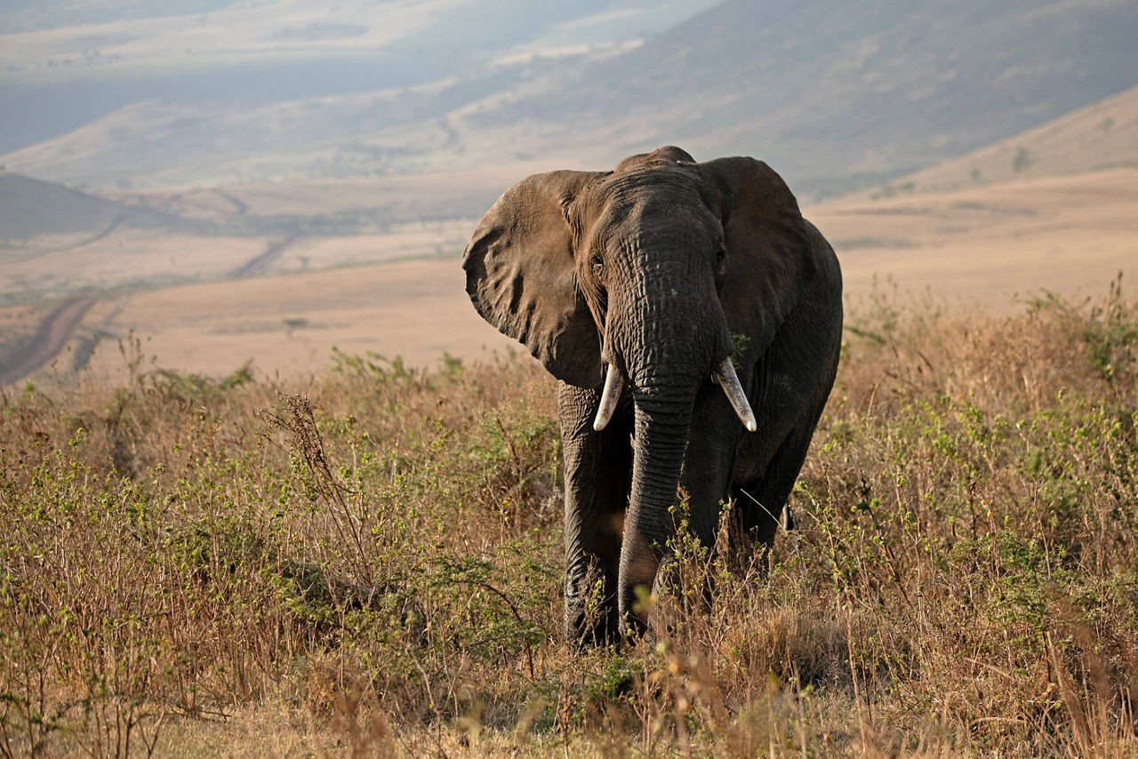 Elephant in Tanzania, seen with AAA Travel