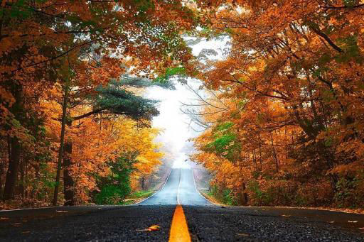 Open Road with autumn leaves