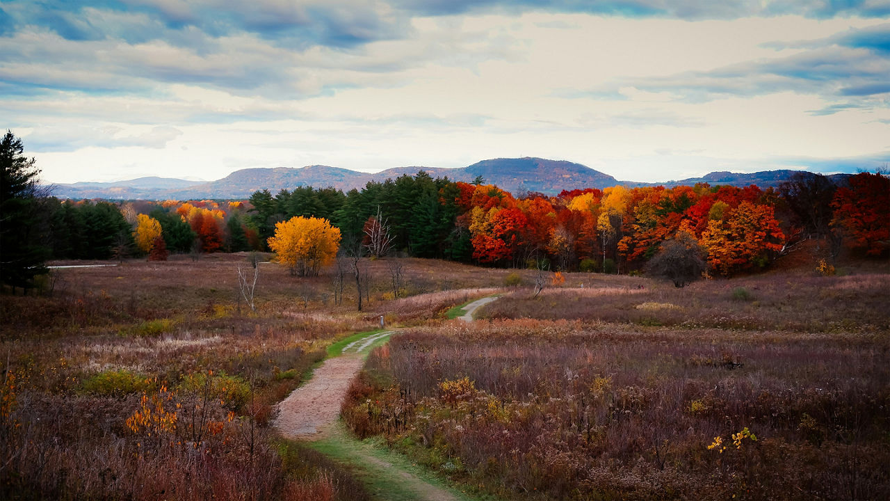 Foliage along a small pond in New Hampshire White Mountains National Forest