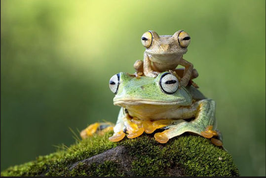 Frog