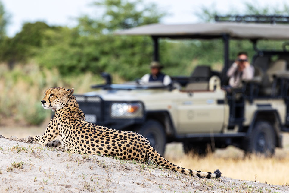 The Okavango Delta provides some of the best safari experiences in Africa with its excellent wildlife, and exceptional safari lodges offering a wide range of activities