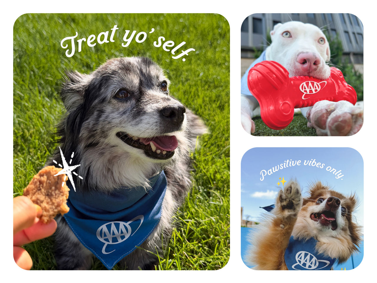 Treat yo'self. Pawsitive vibes only. Three dogs wearing AAA bandanas, one taking a treat and one holding a red AAA chew toy
