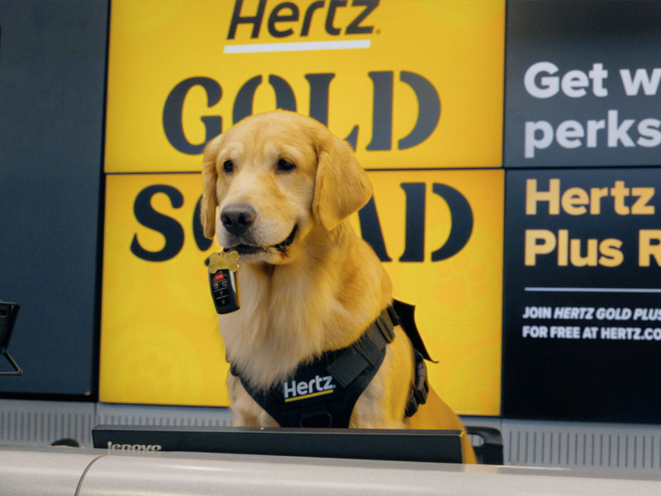 Hertz Gold Squad golden retriever with car keys in his mouth.