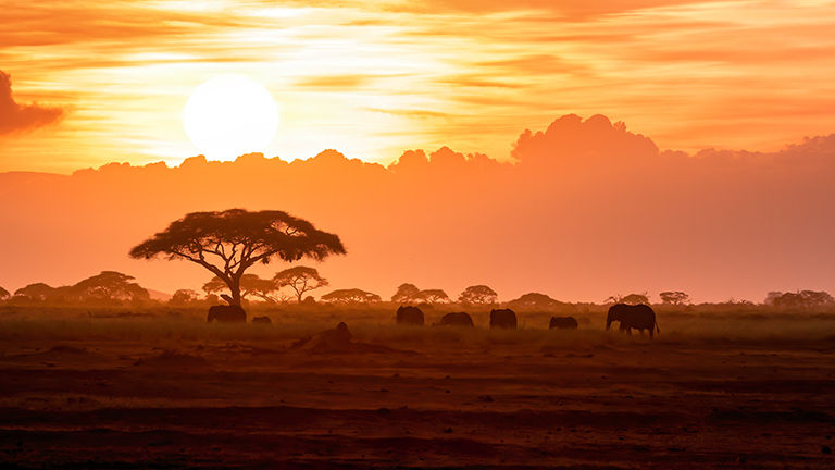 A herd of African elephants walking in Amboseli at sunset.