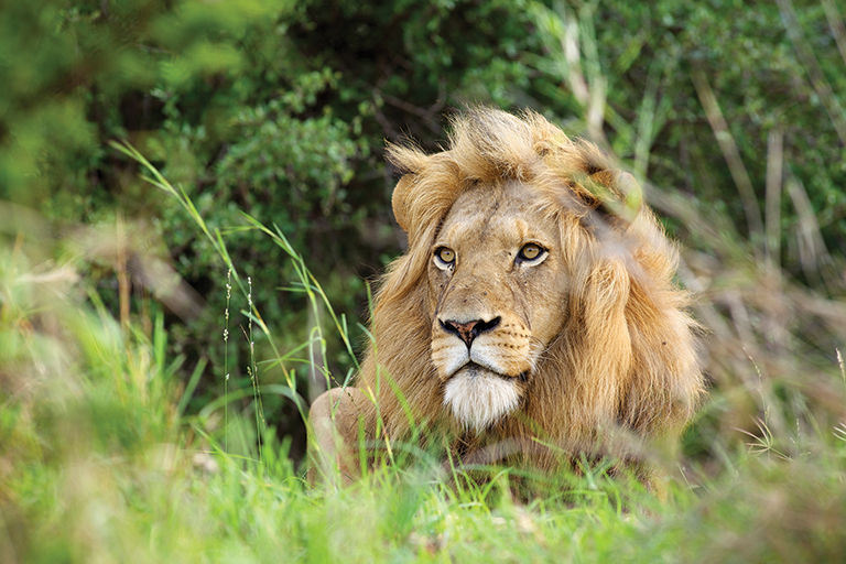 Lion in the wild