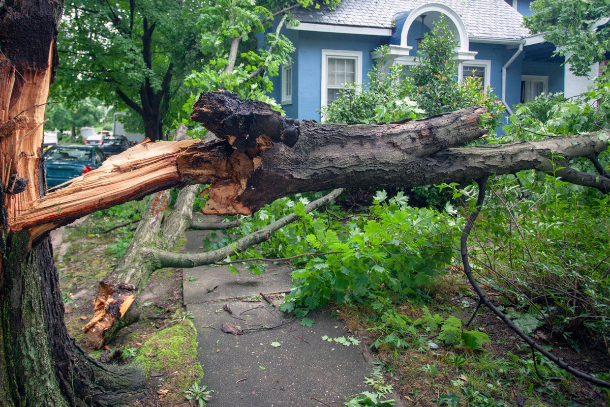 A fallen tree across a sidewalk and in front of a small house.