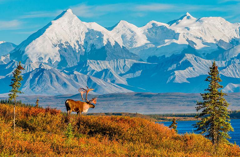 A caribou looks out over Wonder Lake and the Alaska Range in Denali National Park, Alaska.