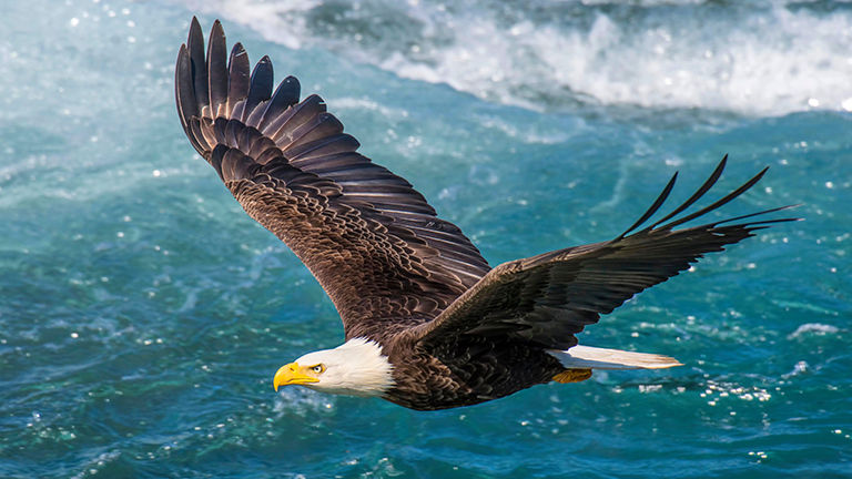 Alaska eagle.