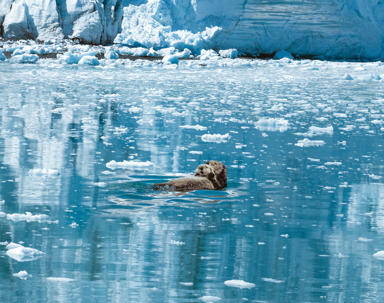 A sea otter with her pup on her belly right in front of the Aialik Glacier, Kenai Fjords National Park, Seward, Alaska, USA