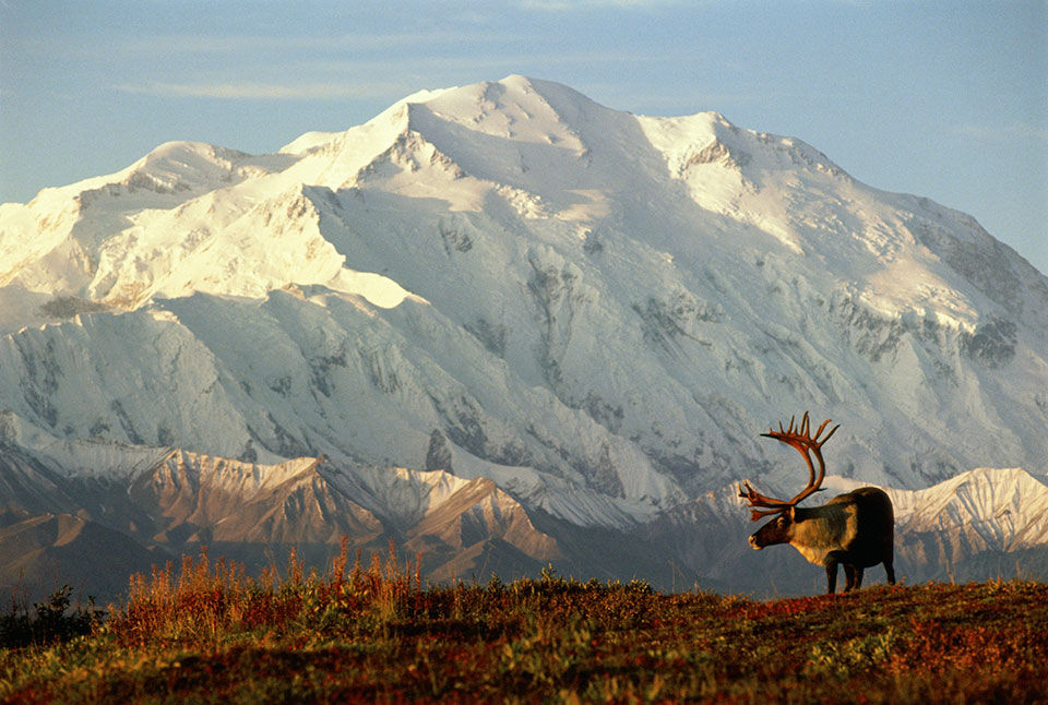 A moose at sunset with mountain in the background