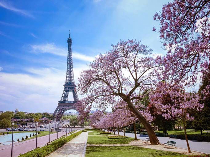 Eiffel Tower framed by blooming trees in a sunny Paris park.