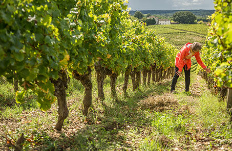 woman inspecting grapevines