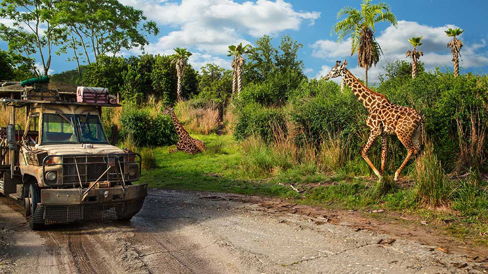 Giraffes walking around disneys animal kingdom safari attraction .