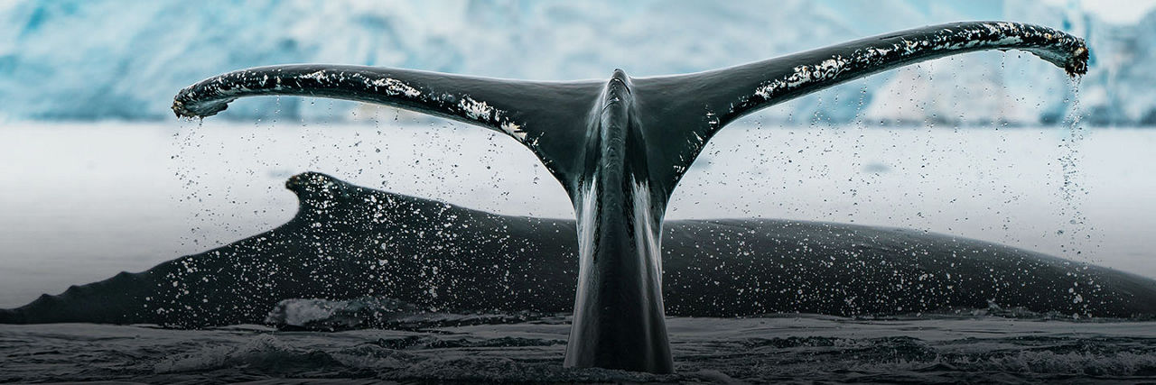 Whales in Antarctica
