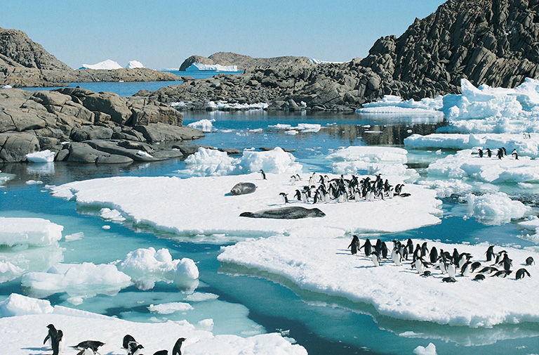 Groups of penguins on ice floes in the ocean.