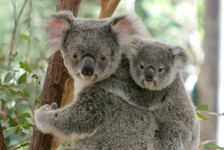 Baby koalas in Lone Pine sancuary, Australia 