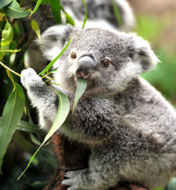 A koala hanging out in a tree.
