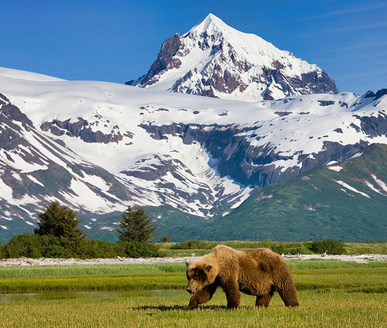 Brown bear with snow topped mountains