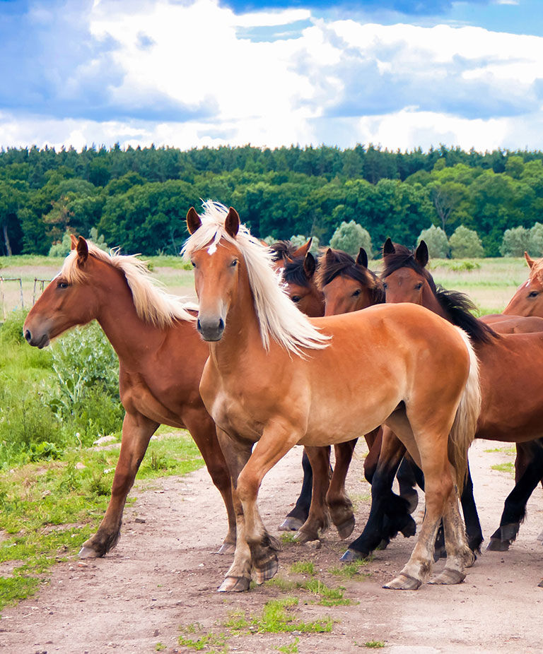 Free running wild horses on a meadow. Country midlands landscape