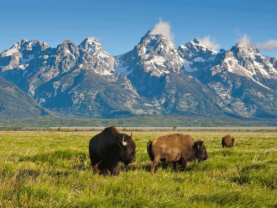 bison at Grand Teton national park