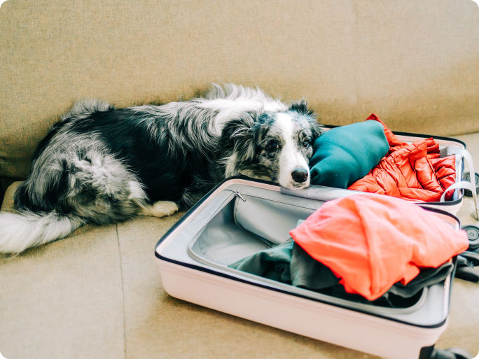 Border collie lying on a couch with its head resting on an open packed suitcase