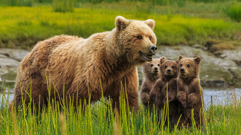 Brown Bear cub mom