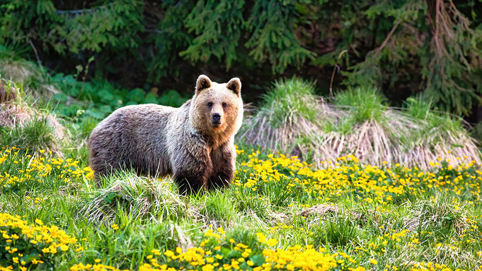 Bear in the meadow, looking up.