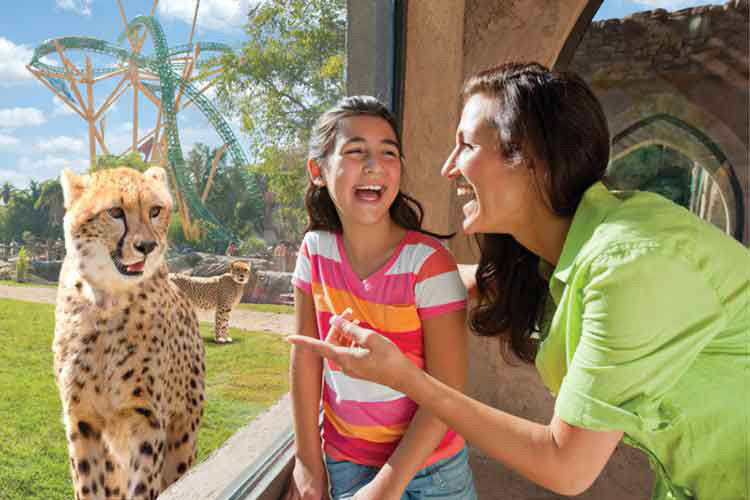 Mom and daughter look at a cheetah at busch gardens .