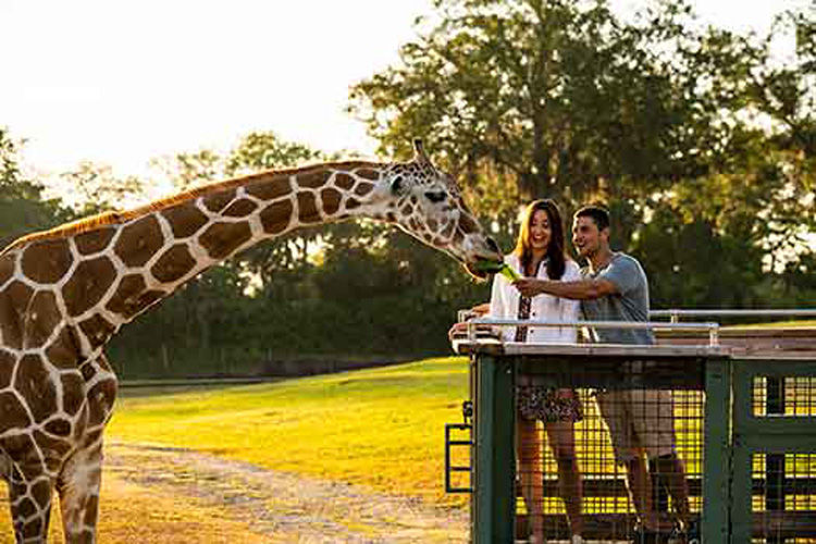 Couple feeding giraffes some lettuce from their hands at sunset.