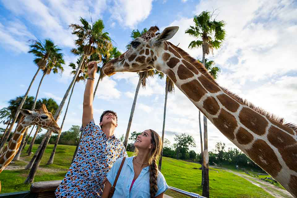 Couple stands below giraffes as they feed them lettuce.