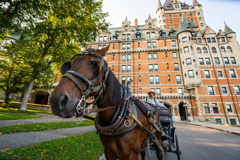 Canada, Quebec. Horse.