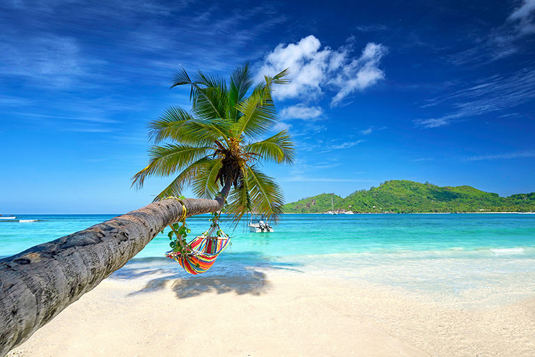Palm tree over beautiful turquoise water.