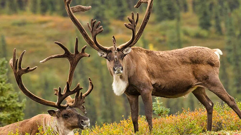 Caribou, Denali national park.